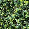 TENAX Divy 3D Plus Laurus, Siepe Sintetica 1,50x3m Foglie Tipo Lauro su Rete di Plastica