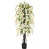 Generico Vivaio Garden Forest Wisteria Floribunda "Longissima Alba", Glicine Bianco, Pianta Rampicante Fiori, Fiori profumati, Pergolati, Balconi, Coltivazione in vaso, Pianta vera