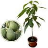 Generico Vivaio Garden Forest Avocado Lamb Hass, Persea Americana, Pianta da frutto, Frutta, Avocado, Pianta vera, Seme piccolo, Buccia rugosa, Polpa burrosa, Colore giallo, Contenuto lipidico