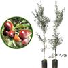 Generico Vivaio Garden Forest Pianta di Ulivo Carolea, Pianta reale, Olive, Olio, Calabria, Impollinatori, Polpa, Piante da Olio, Maturazione scalare, Pianta vaso, H170CM