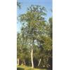HERBOPLANET MSA BETULA PUBESCENS 50 ML