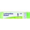 BOIRON Srl LACHNANTHES TINCTORIA Tubo 5CH