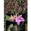 Tsa Salvia Officinalis 50ml