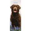 Magnet & Steel Calendario sottile 2025 Labrador Chocolate