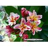 Generico 4 SEMI DI PLUMERIA -FRANGIPANI - POMELIA- VARIETA' Bhudaraksa