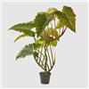 Enzo De Gasperi EDG Enzo De Gasperi pianta con vaso Alocasia 14 Foglie H 177cm