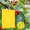 Panngu 2Pezzi Trappole Appiccicose Ciliegio, Mosche Dell'olivo Trappola per Insetti per Ulivi Mosca della Frutta, Afidi, Minatori Fogliari, Cicaline