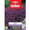 Blumen aubretia porpora