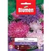 Blumen astro bellezza d'america in miscuglio