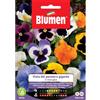 Blumen viola del pensiero gigante in miscuglio