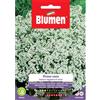 Blumen alisso nano bianco tappeto di neve