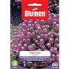 Blumen alisso violetto nano
