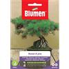 Blumen bonsai di pino