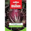 Blumen cicoria di chioggia precocissima
