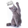 damaloo Asciugamano per bambini 30x50cm con motivo di gatto in cotone - Asciugamano per mani per ragazzi, ragazze & adulti - Asciugamano da ospite - Piccolo panno per lavarsi 30x50