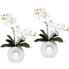 Orchidea phalaenopsis, real touch - kaiserkraft