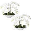 Orchidea phalaenopsis, real touch - kaiserkraft