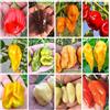 Semi Strani SEMISTRANI.IT - 120 Semi di Peperoncino nelle 12 Varietà più Piccanti di Habanero, COLL. HABANERO + Guida: RED SAVINA, FATALII, ORANGE, CHOCOLATE, WHITE GIANT, BULLET, MUSTARD, GREEN, PEACH e YELLOW