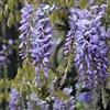 Generico Wisteria floribunda 'Issai-naga' - Glicine Viola Rampicante a Fioritura Abbondate, Pianta in Vaso, Crescita Veloce e Profumata, Ideale per Pergolati, Muri e Archi da Giardino