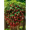 Generico 70 SEMI di FRAGOLA RAMPICANTE
