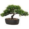 Hollyone Bonsai artificiale in vaso, albero di bonsai artificiale, bonsai, pianta artificiale come reale, decorazione giapponese, bonsai podocarpus, piante artificiali da appartamento per bagno, desktop