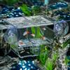 Pawfly Scatola di allevamento di pesci per acquario incubatrice per bambini con 6 ventose acrilica Gamberetti Betta piccola