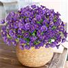 Weldomcor 10 Pezzi Flori da Esterno Artificiali Resistente ai raggi UV Fiori Finti Artificiale Arbusti Ramo Piante Artificiali per Patio Portico Finestra Scatola di Nozze Agriturismo Decor, Viola