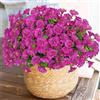 Weldomcor 10 Pezzi Flori da Esterno Artificiali Resistente ai raggi UV Fiori Finti Artificiale Arbusti Ramo Piante Artificiali per Patio Portico Finestra Scatola di Nozze Agriturismo Decor, Fucsia