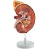 GIMA MODELLO RENE - Ingrandimento 3X