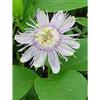 Tsa Passiflora Incarnata 50ml