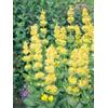Tsa Gentiana Lutea 50 Ml