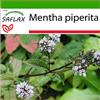 SAFLAX - Menta piperita - 300 semi - Con substrato - Mentha piperita