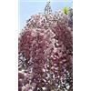 VIVAIO GARDEN FOREST Wisteria floribunda 'Rosea' - Glicine Rosa Rampicante H 190 cm, Grappoli da 30-40 cm, Fioritura Elegante e Tardiva - Pianta in Vaso, FOTO REALI