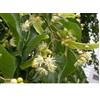 Eie tiglio 30 ml gocce - ADAMAH - 939586057