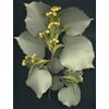 HERBOPLANET Srl Msa tilia tomentosa 50 ml