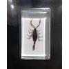 SCORPIONE DORATO REAL Della Manciuria Mesobuthus Martensii Insetto Cina China