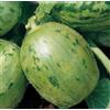 TESORO DELLA TERRA Semi Carosello Tondo Di Manduria Sementi -1 bustina