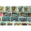 Prophila Collection Motivazioni 200 Diversi Pesce e Animali Acquatici Francobolli (Francobolli per i Collezionisti) Acqua Animali