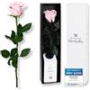 Mia Milano Rosa con Gambo Rosa (Durata 5 Anni) in Scatola Regalo | Regalo Decorativo per lei | Fiore conservato con Profumo di Rosa | Inclusa Cartolina Regalo
