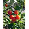 Magic Garden Seeds Pomodoro selvatico 'Rote Murmel' (Solanum pimpinellifolium) biologico - circa 10 semi