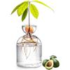 Obelunrp VASO AVOCADO PER CRESCIRE, VASTO DI AVOCADO AVOCADO da 5,3 pollici, vaso di semi di avocado trasparente, kit di coltivazione dell'albero di avocado, vaso a vaso di piccole piante per il radicamento d