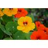 Generico 50 semi di nasturzio Tropaeolum majus pianta rampicante fiori ortaggi