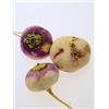 Magic Garden Seeds Rapa autunnale tonda a testa rossa (Brassica rapa ssp. rapa) - circa 500 semi
