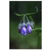 Natur Spiritual Fiori Dell'alaska Chiming Bells (martensia Paniculata) Essenze Madri