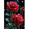 MEIYUDA 5D Diamond Painting Kit Completo Rosa rossa, Pittura Diamante per Bambini Diamond Painting, Fai-da-te Diamond Painting DIY Strass Ricamo a Punto Croce Decorazione per Casa 30x40cm