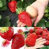 Generic Semi di fragola gigante, 300 pezzi Semi di fragola gigante Giardino Cortile Fattoria Delizioso balcone Bonsai Decor Semi di Fragola Gigante