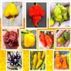 Semi Strani SEMISTRANI.IT - 100 Semi Peperoncino In 10 Varietà Delle Più PICCANTI Del Mondo, Coll. 3 + Guida: CAROLINA REAPER YELLOW, BEAST, MORUGA BRAIN, BORG 9, BUBBLEGUM, HABANERO, ROCOTO, JALAPENO, E-ROTICO