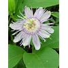 HERBOPLANET SRL TSA PASSIFLORA INCARNATA 50ML