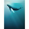 Komar Artsy Humpback Whale - Carta da parati in tessuto non tessuto, dimensioni: 200 x 280 cm (larghezza x altezza), balena, megattera, sott'acqua, mammiferi marini, cameretta dei bambini, IAX4-0045