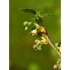 MSA RIBES NIGRUM 50ML - HERBOPLANET - 900113933